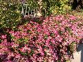 Anthony Waterer Spirea / Spiraea x bumalda 